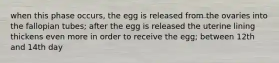 when this phase occurs, the egg is released from the ovaries into the fallopian tubes; after the egg is released the uterine lining thickens even more in order to receive the egg; between 12th and 14th day