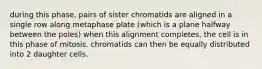 during this phase, pairs of sister chromatids are aligned in a single row along metaphase plate (which is a plane halfway between the poles) when this alignment completes, the cell is in this phase of mitosis. chromatids can then be equally distributed into 2 daughter cells.