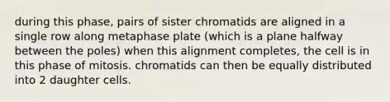 during this phase, pairs of sister chromatids are aligned in a single row along metaphase plate (which is a plane halfway between the poles) when this alignment completes, the cell is in this phase of mitosis. chromatids can then be equally distributed into 2 daughter cells.