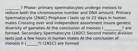 ________? Phase: primary spermatocytes undergo meiosis to reduce both the chromosome number and DNA amount. Primary Spermatocyte (2N4C) Prophase I lasts up to 22 days in human males Crossing over and independent assortment insure genetic diversity of gametes At the conclusion of meiosis I _________? are formed. Secondary Spermatocyte (1N2C) Second meiotic division lasts just a few hours in human males At the conclusion of meiosis II (______?) (1N1C) are formed