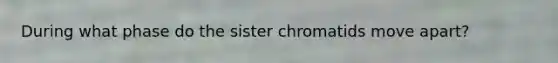 During what phase do the sister chromatids move apart?