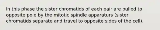 In this phase the sister chromatids of each pair are pulled to opposite pole by the mitotic spindle apparaturs (sister chromatids separate and travel to opposite sides of the cell).