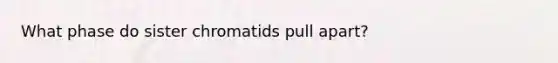 What phase do sister chromatids pull apart?