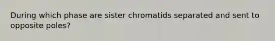 During which phase are sister chromatids separated and sent to opposite poles?