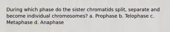 During which phase do the sister chromatids split, separate and become individual chromosomes? a. Prophase b. Telophase c. Metaphase d. Anaphase