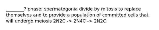 ________? phase: spermatogonia divide by mitosis to replace themselves and to provide a population of committed cells that will undergo meiosis 2N2C -> 2N4C -> 2N2C