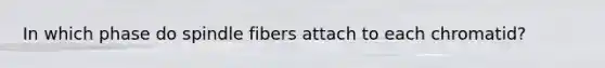 In which phase do spindle fibers attach to each chromatid?