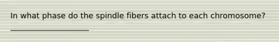 In what phase do the spindle fibers attach to each chromosome? ____________________