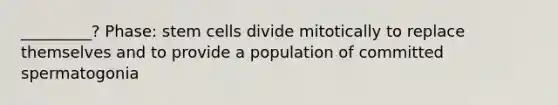 _________? Phase: stem cells divide mitotically to replace themselves and to provide a population of committed spermatogonia