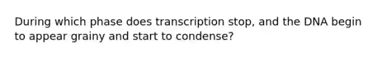 ​During which phase does transcription stop, and the DNA begin to appear grainy and start to condense?