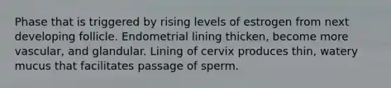 Phase that is triggered by rising levels of estrogen from next developing follicle. Endometrial lining thicken, become more vascular, and glandular. Lining of cervix produces thin, watery mucus that facilitates passage of sperm.