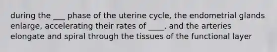 during the ___ phase of the uterine cycle, the endometrial glands enlarge, accelerating their rates of ____, and the arteries elongate and spiral through the tissues of the functional layer