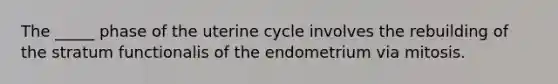 The _____ phase of the uterine cycle involves the rebuilding of the stratum functionalis of the endometrium via mitosis.