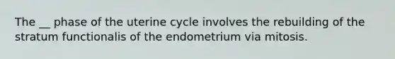 The __ phase of the uterine cycle involves the rebuilding of the stratum functionalis of the endometrium via mitosis.