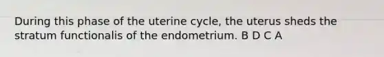 During this phase of the uterine cycle, the uterus sheds the stratum functionalis of the endometrium. B D C A