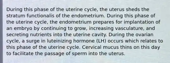 During this phase of the uterine cycle, the uterus sheds the stratum functionalis of the endometrium. During this phase of the uterine cycle, the endometrium prepares for implantation of an embryo by continuing to grow, increasing vasculature, and secreting nutrients into the uterine cavity. During the ovarian cycle, a surge in luteinizing hormone (LH) occurs which relates to this phase of the uterine cycle. Cervical mucus thins on this day to facilitate the passage of sperm into the uterus.