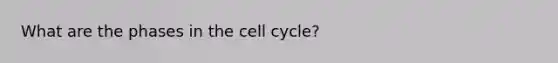 What are the phases in the cell cycle?