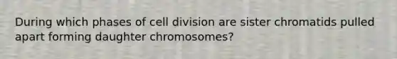 During which phases of <a href='https://www.questionai.com/knowledge/kjHVAH8Me4-cell-division' class='anchor-knowledge'>cell division</a> are sister chromatids pulled apart forming daughter chromosomes?