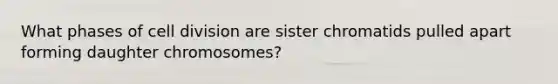 What phases of <a href='https://www.questionai.com/knowledge/kjHVAH8Me4-cell-division' class='anchor-knowledge'>cell division</a> are sister chromatids pulled apart forming daughter chromosomes?