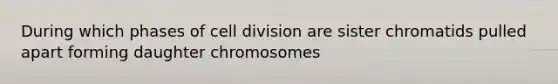 During which phases of <a href='https://www.questionai.com/knowledge/kjHVAH8Me4-cell-division' class='anchor-knowledge'>cell division</a> are sister chromatids pulled apart forming daughter chromosomes