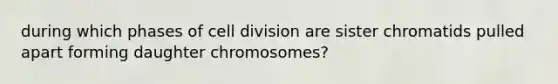 during which phases of <a href='https://www.questionai.com/knowledge/kjHVAH8Me4-cell-division' class='anchor-knowledge'>cell division</a> are sister chromatids pulled apart forming daughter chromosomes?