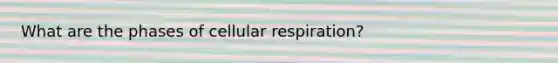 What are the phases of cellular respiration?