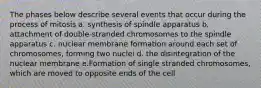 The phases below describe several events that occur during the process of mitosis a. synthesis of spindle apparatus b. attachment of double-stranded chromosomes to the spindle apparatus c. nuclear membrane formation around each set of chromosomes, forming two nuclei d. the disintegration of the nuclear membrane e.Formation of single stranded chromosomes, which are moved to opposite ends of the cell