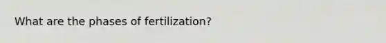 What are the phases of fertilization?