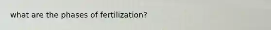 what are the phases of fertilization?