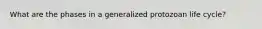 What are the phases in a generalized protozoan life cycle?