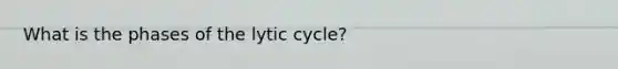 What is the phases of the lytic cycle?