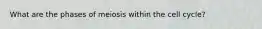 What are the phases of meiosis within the cell cycle?