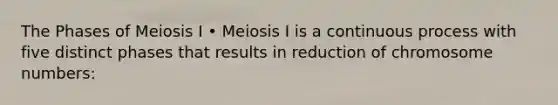 The Phases of Meiosis I • Meiosis I is a continuous process with five distinct phases that results in reduction of chromosome numbers: