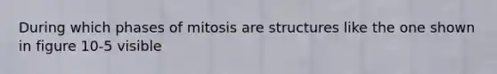 During which phases of mitosis are structures like the one shown in figure 10-5 visible