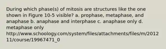 During which phase(s) of mitosis are structures like the one shown in Figure 10-5 visible? a. prophase, metaphase, and anaphase b. anaphase and interphase c. anaphase only d. metaphase only http://www.schoology.com/system/files/attachments/files/m/201211/course/19967471_0