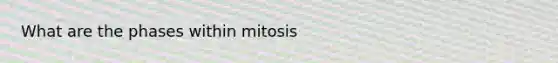 What are the phases within mitosis