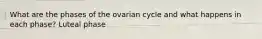 What are the phases of the ovarian cycle and what happens in each phase? Luteal phase