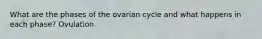 What are the phases of the ovarian cycle and what happens in each phase? Ovulation