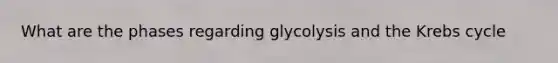 What are the phases regarding glycolysis and the Krebs cycle