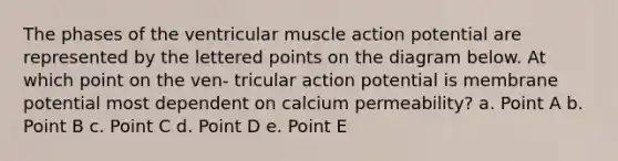 The phases of the ventricular muscle action potential are represented by the lettered points on the diagram below. At which point on the ven- tricular action potential is membrane potential most dependent on calcium permeability? a. Point A b. Point B c. Point C d. Point D e. Point E