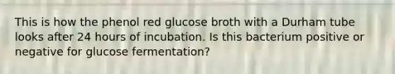 This is how the phenol red glucose broth with a Durham tube looks after 24 hours of incubation. Is this bacterium positive or negative for glucose fermentation?