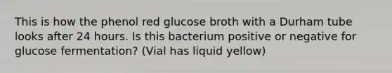 This is how the phenol red glucose broth with a Durham tube looks after 24 hours. Is this bacterium positive or negative for glucose fermentation? (Vial has liquid yellow)