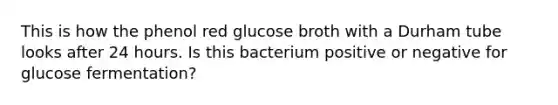 This is how the phenol red glucose broth with a Durham tube looks after 24 hours. Is this bacterium positive or negative for glucose fermentation?