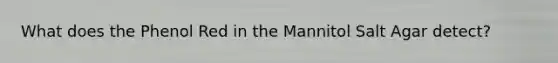 What does the Phenol Red in the Mannitol Salt Agar detect?