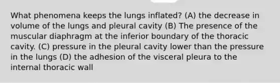 What phenomena keeps the lungs inflated? (A) the decrease in volume of the lungs and pleural cavity (B) The presence of the muscular diaphragm at the inferior boundary of the thoracic cavity. (C) pressure in the pleural cavity lower than the pressure in the lungs (D) the adhesion of the visceral pleura to the internal thoracic wall