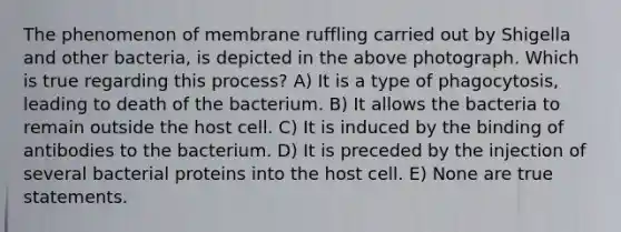 The phenomenon of membrane ruffling carried out by Shigella and other bacteria, is depicted in the above photograph. Which is true regarding this process? A) It is a type of phagocytosis, leading to death of the bacterium. B) It allows the bacteria to remain outside the host cell. C) It is induced by the binding of antibodies to the bacterium. D) It is preceded by the injection of several bacterial proteins into the host cell. E) None are true statements.