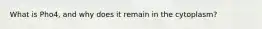 What is Pho4, and why does it remain in the cytoplasm?