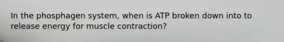 In the phosphagen system, when is ATP broken down into to release energy for muscle contraction?