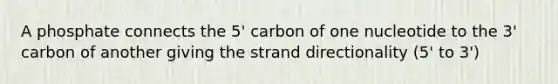 A phosphate connects the 5' carbon of one nucleotide to the 3' carbon of another giving the strand directionality (5' to 3')