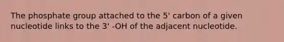 The phosphate group attached to the 5' carbon of a given nucleotide links to the 3' -OH of the adjacent nucleotide.